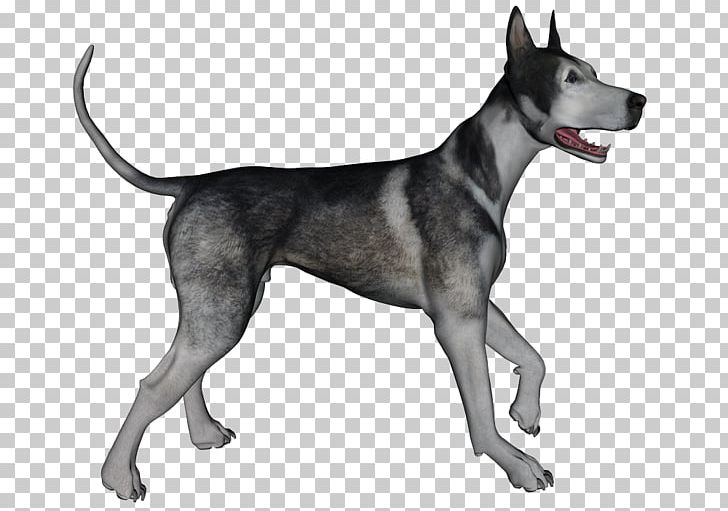 Great Dane Dog Breed Canidae Snout Mammal PNG, Clipart, Animal, Animals, Breed, Canidae, Carnivora Free PNG Download