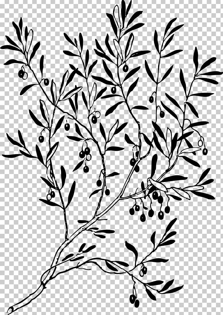 Olive Branch Line & Form PNG, Clipart, Art, Black And White, Branch, Flora, Flower Free PNG Download