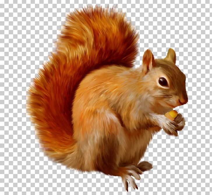 Squirrel PNG, Clipart, Animals, Chipmunk, Clipart, Clip Art, Eastern Gray Squirrel Free PNG Download