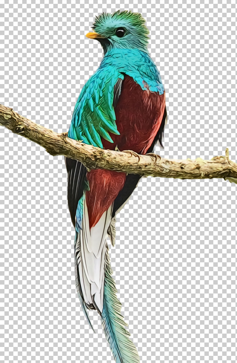 Feather PNG, Clipart, Beak, Bird, Feather, Macaw, Paint Free PNG Download