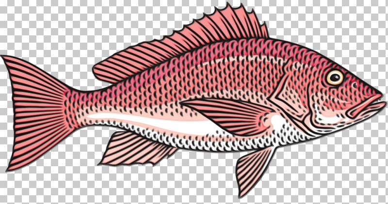 Fish Fish Snapper Fish Products Red Snapper PNG, Clipart, Bonyfish, Fish, Fish Products, Paint, Parrotfish Free PNG Download