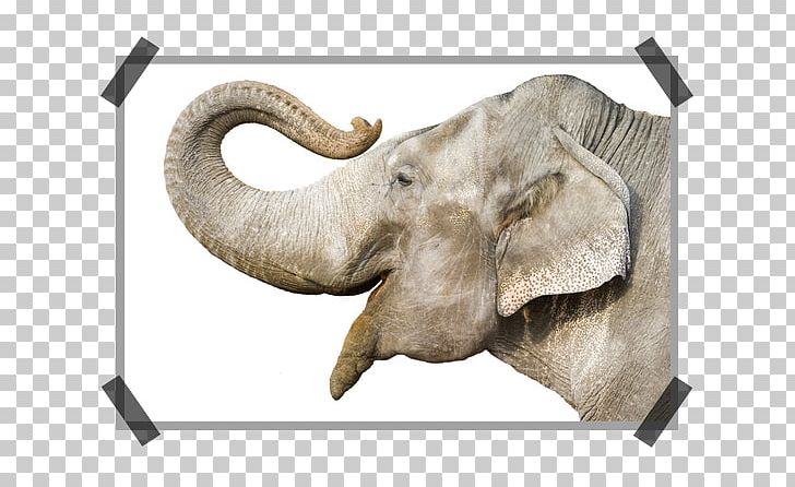 African Bush Elephant Elephants Proboscideans Indian Elephant PNG, Clipart, African Bush Elephant, African Elephant, Animals, Drawing, Elephant Free PNG Download