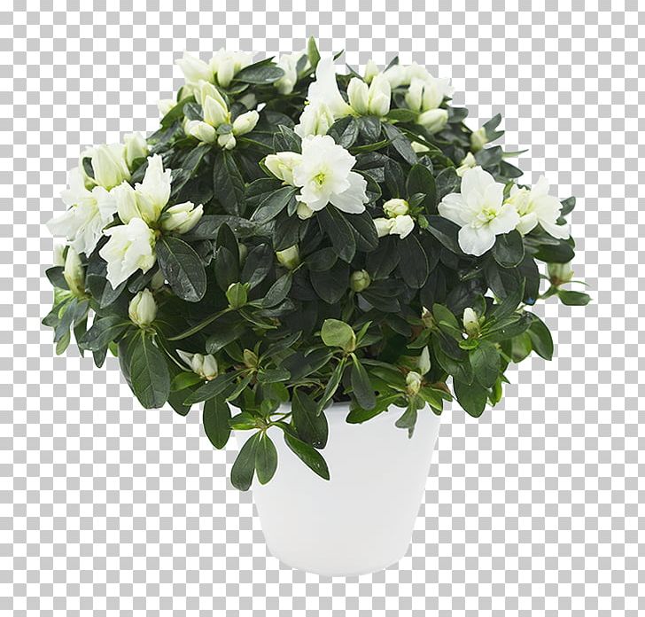 Azalea Flowerpot Houseplant Cape Jasmine Shrub PNG, Clipart, Azalea, Cape Jasmine, Flower, Flowering Plant, Flowerpot Free PNG Download