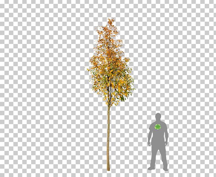 Bastard Service-tree Twig Sorbus Thuringiaca 'Fastigiata Sorbus Aria PNG, Clipart,  Free PNG Download