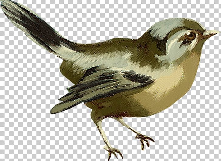Bird Goose Sparrow Cygnini Finches PNG, Clipart, Anatidae, Animals, Beak, Bird, Bird Nest Free PNG Download