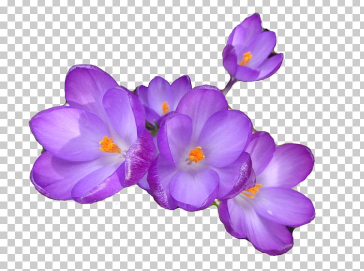Crocus Herbaceous Plant PNG, Clipart, Crocus, Flower, Flowering Plant, Herbaceous Plant, Iris Family Free PNG Download