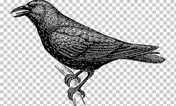 Crow Drawing PNG, Clipart, Beak, Bird, Bird Clipart, Black And White, Clip Art Free PNG Download