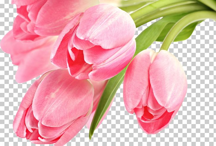 Tulip Desktop Pink Flowers PNG, Clipart, 4k Resolution, 1080p, Artificial Flower, Bud, Cut Flowers Free PNG Download
