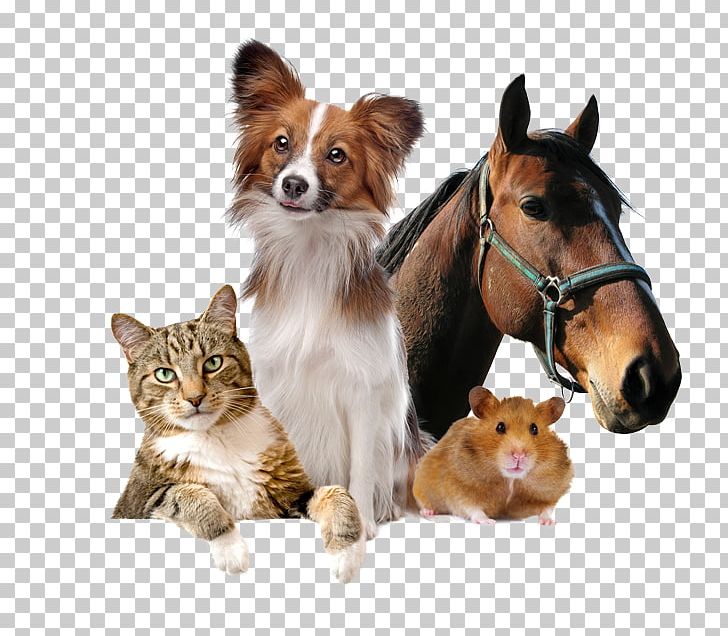 American Quarter Horse Arabian Horse Stallion Stock Photography Veterinarian PNG, Clipart, Animal, Arabian Horse, Black, Carnivoran, Cat Free PNG Download