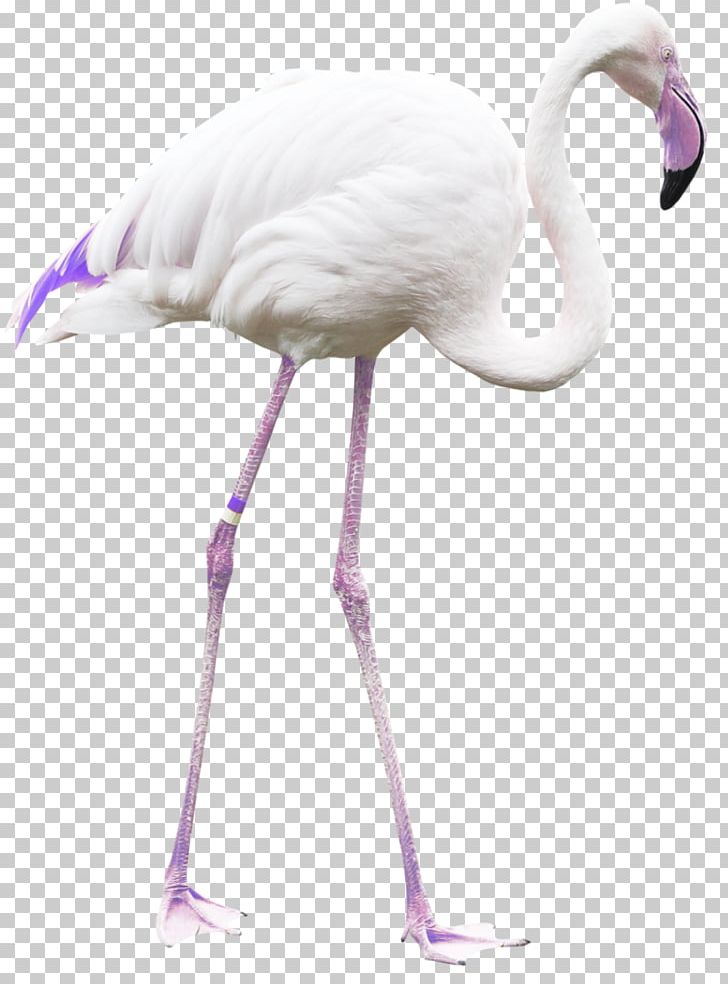 Bird Flamingos Beak Cygnini PNG, Clipart, Beak, Bird, Crane, Crane Like Bird, Cygnini Free PNG Download