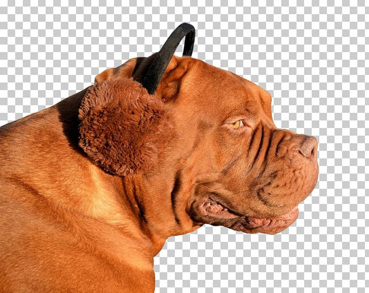 Dogue De Bordeaux American Pit Bull Terrier Puppy Animal Invention PNG, Clipart, American Pit Bull Terrier, Animal, Animals, Breed, Bulldog Free PNG Download