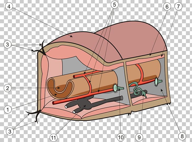 Earthworms Anatomy Annelid Nephridium PNG, Clipart, Anatomy, Angle, Animal, Annelid, Biology Free PNG Download