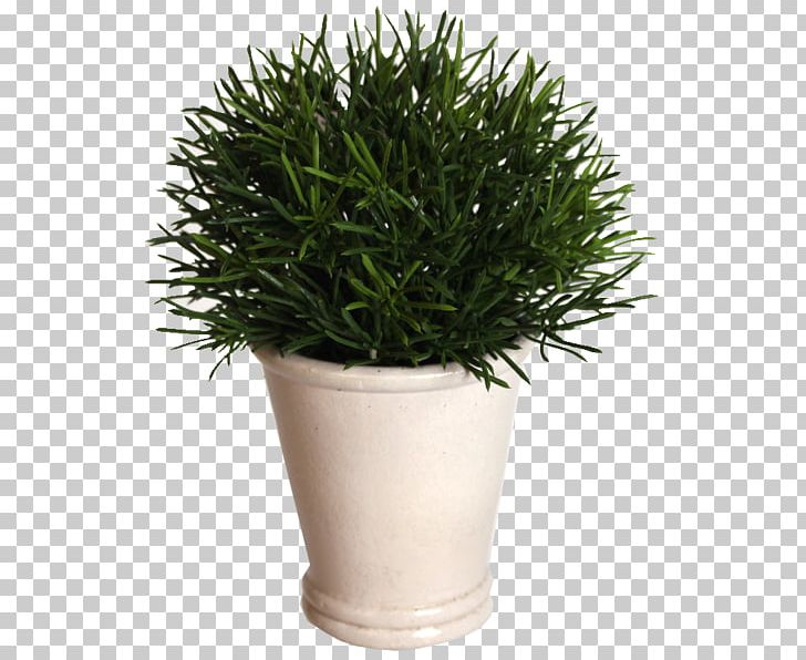 Flowerpot Houseplant Shrub Herb PNG, Clipart, Flowerpot, Grass, Herb, Houseplant, Plant Free PNG Download