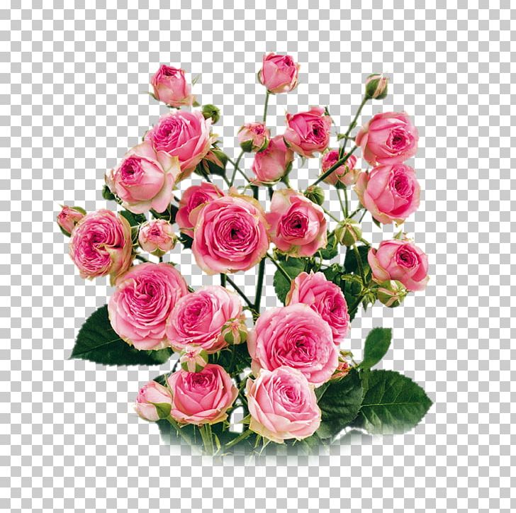 Garden Roses Cabbage Rose Floribunda Cut Flowers Floral Design PNG, Clipart, Artificial Flower, China Rose, Cut Flowers, Floral Design, Floribunda Free PNG Download