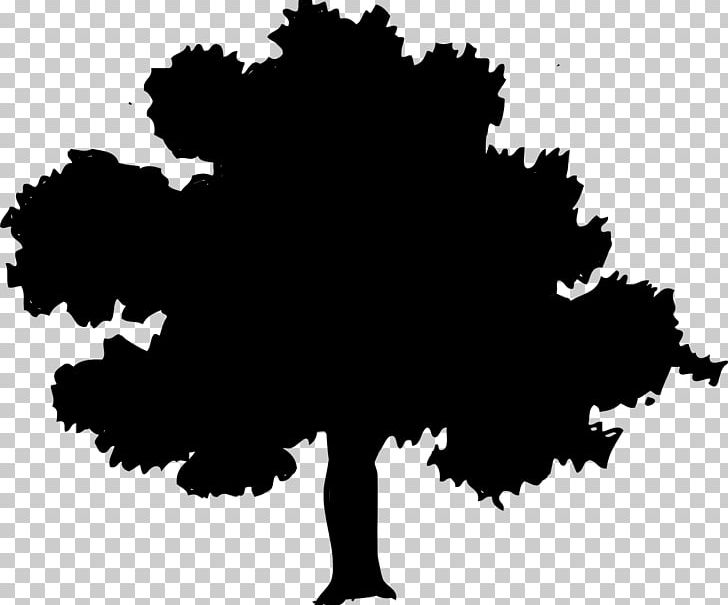 Northern Red Oak Tree PNG, Clipart, Acorn, Black, Black And White, Branch, Clip Art Free PNG Download