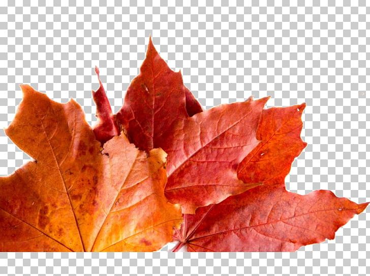 Autumn Leaves Maple Leaf PNG, Clipart, Autumn, Autumn Leaf Color, Autumn Leaves, Autumn Tree, Deciduous Free PNG Download