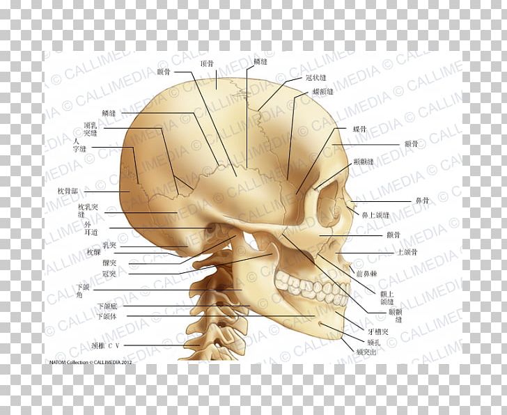 Bone Human Skull Cervical Vertebrae Neck PNG, Clipart, Anatomy, Arm, Bone, Brain, Cervical Vertebrae Free PNG Download