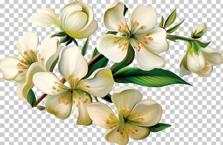 Flower PNG, Clipart, Blossom, Branch, Clip Art, Computer Icons, Computer Software Free PNG Download