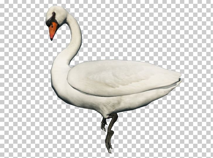 Goose Bird Duck Whooper Swan PNG, Clipart, Animal, Animals, Beak, Bird, Black Swan Free PNG Download