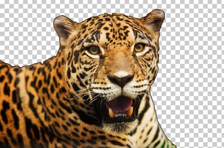 Jaguar Cars Leopard Stock Photography PNG, Clipart, Adult, Animals, Beast, Big Cats, Carnivoran Free PNG Download