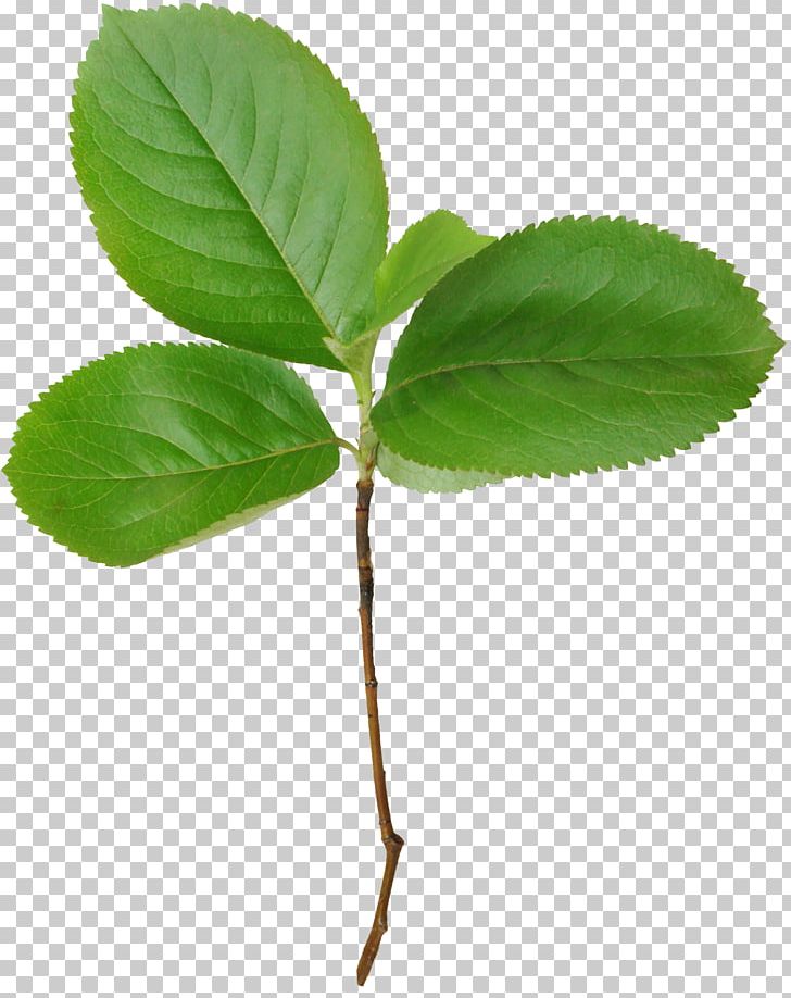 Leaf Branch Photography PNG, Clipart, Albom, Branch, Leaf, Mint, Nature Free PNG Download