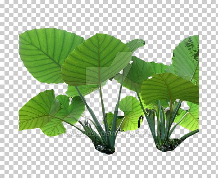 Nelumbo Nucifera Colocasia Gigantea Plant Stem Leaf PNG, Clipart, Colocasia Gigantea, Food Drinks, Forest, Grass, Jungle Free PNG Download