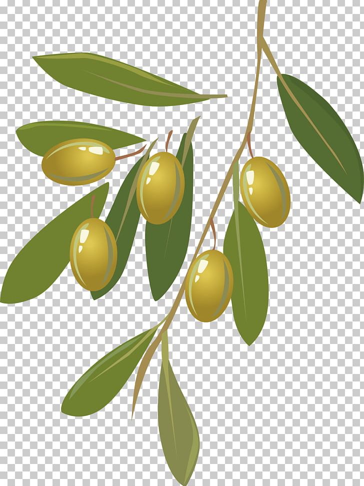 Olive Oil Fruit PNG, Clipart, Black Olive, Branch, Citrus, Clip Art, Encapsulated Postscript Free PNG Download