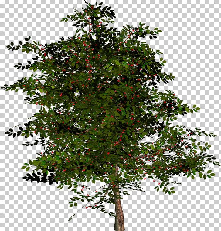 Tree Shrub Branch Plant PNG, Clipart, Alpha Compositing, Branch, Branch Plant, Desktop Wallpaper, Evergreen Free PNG Download