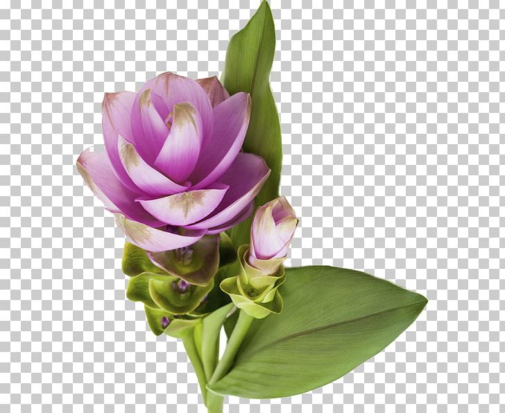 Floral Design Cut Flowers Antinfiammatori Naturali: Prevenire E Curare In Modo Efficace PNG, Clipart, Blue, Curcuma Amada, Cut Flowers, Ebook, Floral Design Free PNG Download