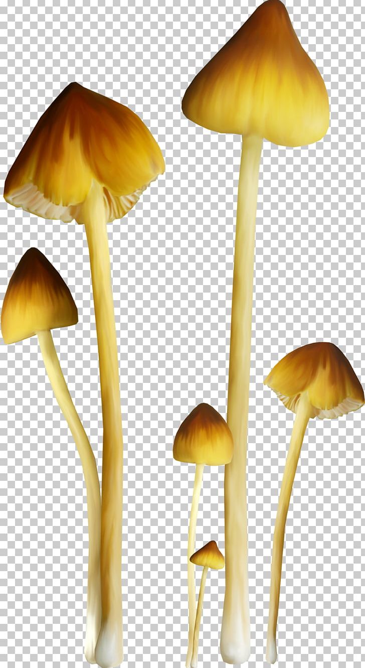 Fungus Mushroom Amanita PNG, Clipart, Animation, Blog, Creative, Digital Image, Diy Free PNG Download