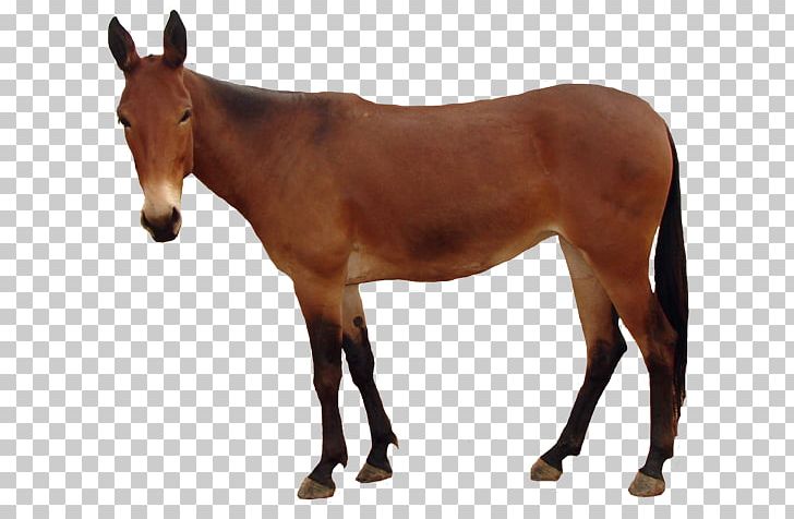 Horse Blanket Equestrian Rug Horse Tack PNG, Clipart, Animal Figure, Animals, Bit, Bridle, Colt Free PNG Download