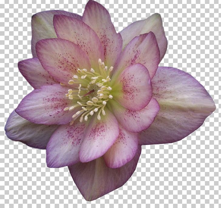 Petal Flower Helleborus Niger PNG, Clipart, Advertising, Download, Flower, Flowering Plant, Helleborus Niger Free PNG Download