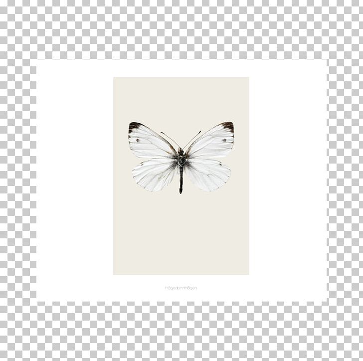 Rectangle PNG, Clipart, Art, Arthropod, Butterfly, Insect, Invertebrate Free PNG Download