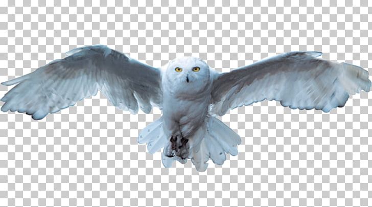 Snowy Owl Bird PNG, Clipart, Animal, Animals, Background White, Beak, Bird Free PNG Download