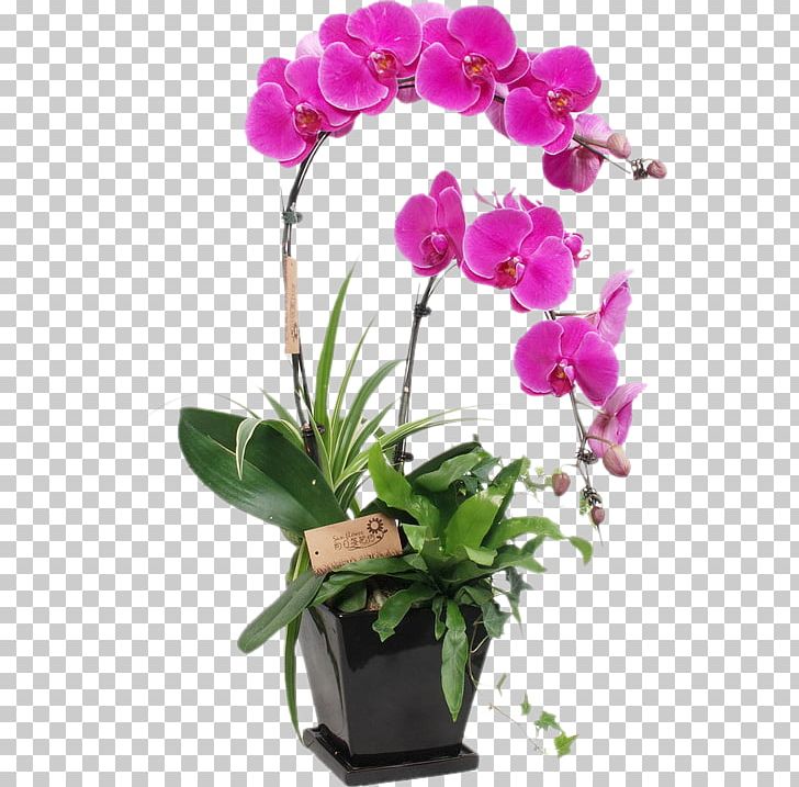 China Zygopetalum Citti's Florist Plant Moth Orchids PNG, Clipart, Artificial Flower, Creative, Creative Flower, Cutout, Dendrobium Free PNG Download