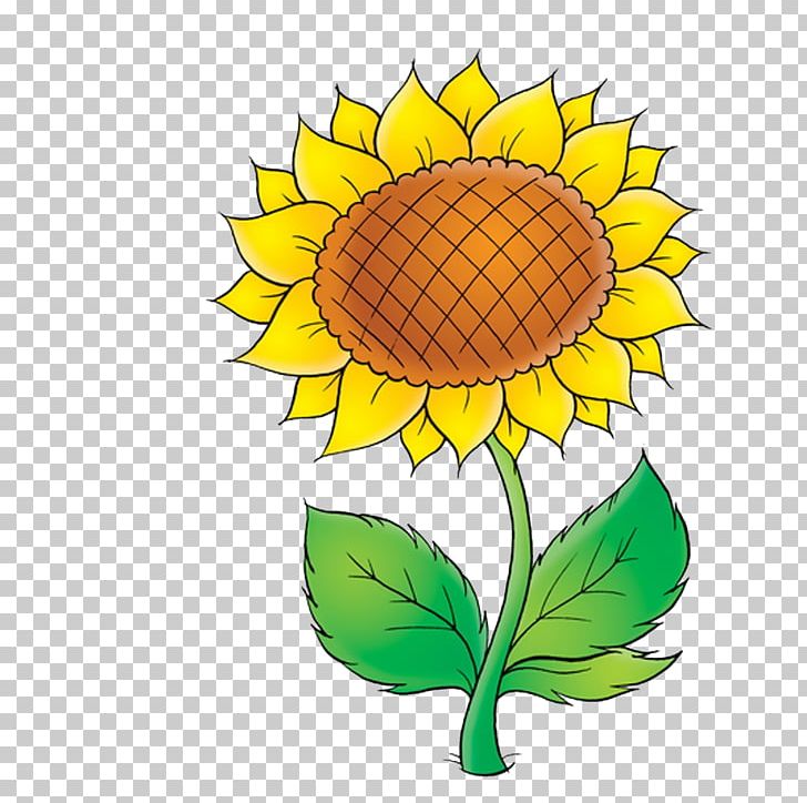Common Sunflower Plant PNG, Clipart, Artwork, Common Sunflower, Creative Work, Cut Flowers, Daisy Free PNG Download