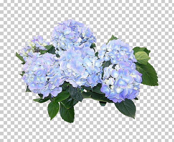 Hydrangea PNG, Clipart, 3d Computer Graphics, Annual Plant, Artificial Flower, Blue, Cornales Free PNG Download