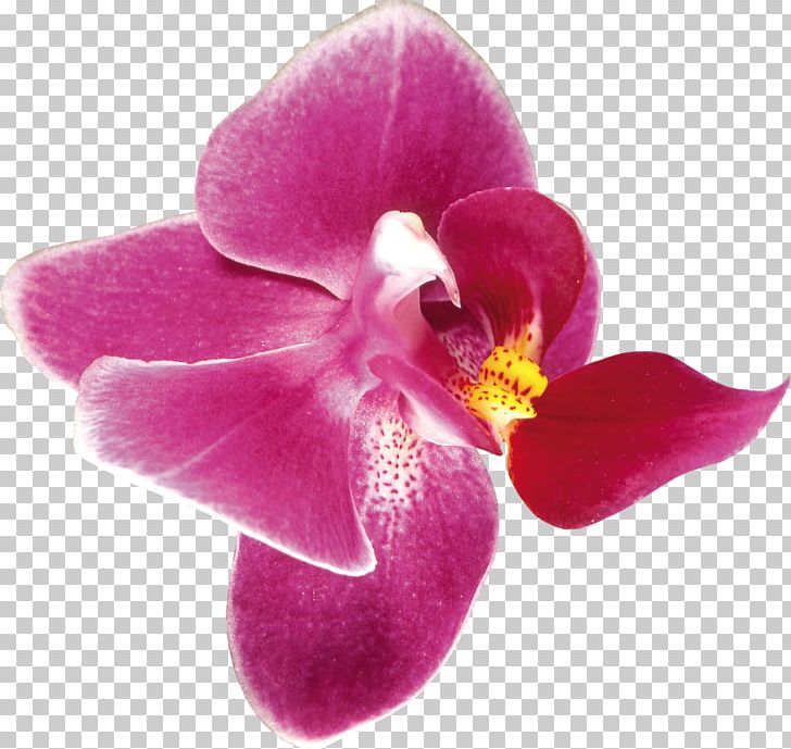 Orchids FIBERAM PNG, Clipart, Boat Orchid, Digital Image, Fiberam, Flower, Flower Bouquet Free PNG Download