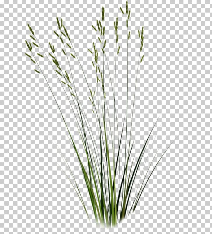 Tallgrass Prairie Sweet Grass Plant PNG, Clipart, Chrysopogon Zizanioides, Clip Art, Commodity, Flowerpot, Flowers Free PNG Download