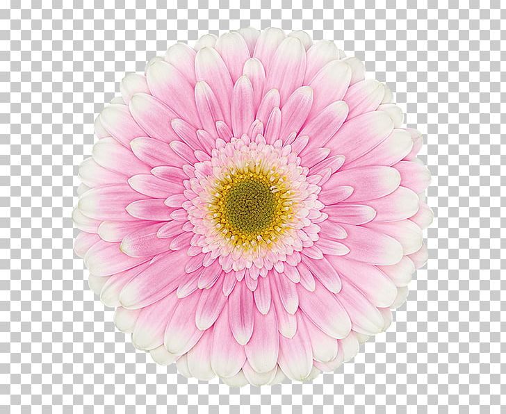 Transvaal Daisy Floristry Cut Flowers Chrysanthemum Gerbera Maxima PNG, Clipart, Aster, Chrysanthemum, Chrysanths, Cut Flowers, Dahlia Free PNG Download