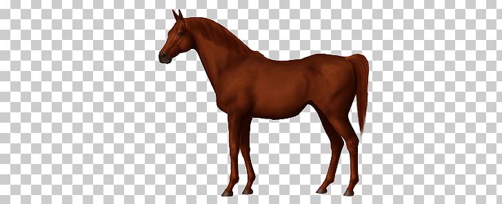 Criollo Horse Arabian Horse Nez Perce Horse Akhal-Teke Barb Horse PNG, Clipart, Akhalteke, American Paint Horse, Animal, Animal Figure, Arabian Horse Free PNG Download