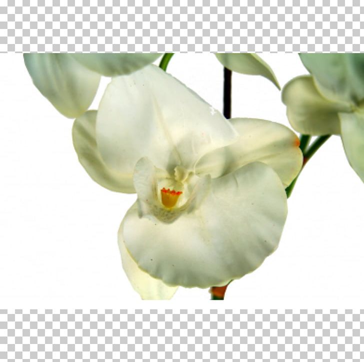 Moth Orchids Flowerpot PNG, Clipart, Arum, Flower, Flowering Plant, Flowerpot, Moth Orchid Free PNG Download