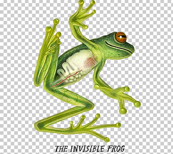 True Frog Tree Frog Flying Frog Toad PNG, Clipart, African Clawed Frog, Amphibian, Animal, Animal Figure, Animals Free PNG Download