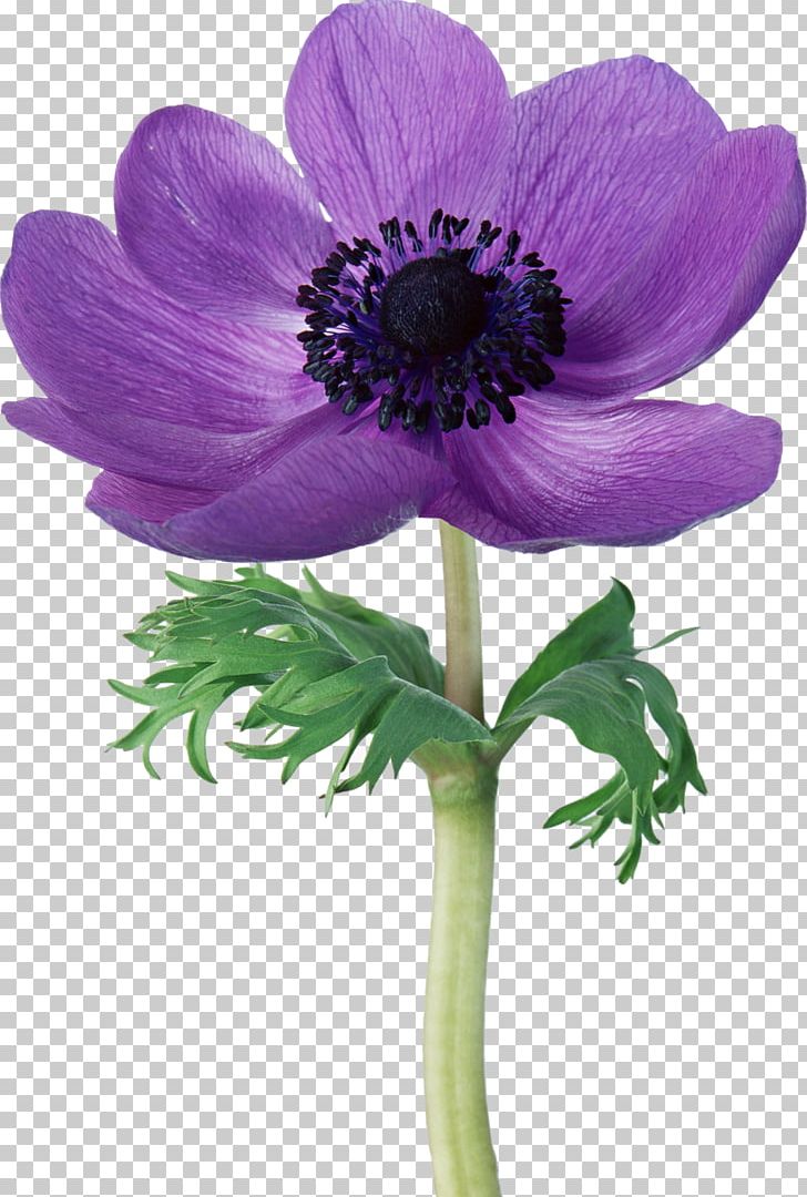 Flower Anemone Coronaria Violet Photography Purple PNG, Clipart, Anemone, Anemone Coronaria, Annual Plant, Blume, Common Sunflower Free PNG Download