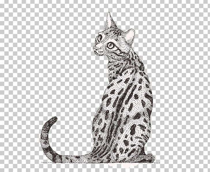 Whiskers Tabby Cat Wildcat Ocelot Ocicat PNG, Clipart, Animal, Animal ...