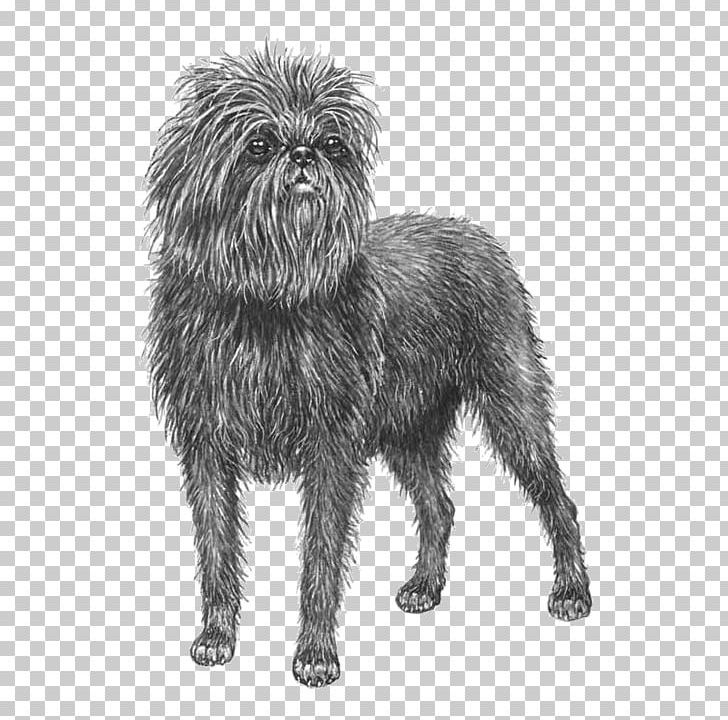 Cairn Terrier Affenpinscher Glen Little Lion Dog Schnoodle PNG, Clipart, Affenpinscher, Afghan Hound, Animals, Black And White, Breed Free PNG Download