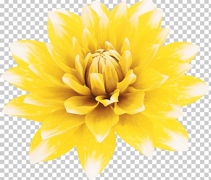 Stock Photography Flower Yellow PNG, Clipart, Chrysanthemum, Chrysanths, Cut, Cut Flowers, Dahlia Free PNG Download