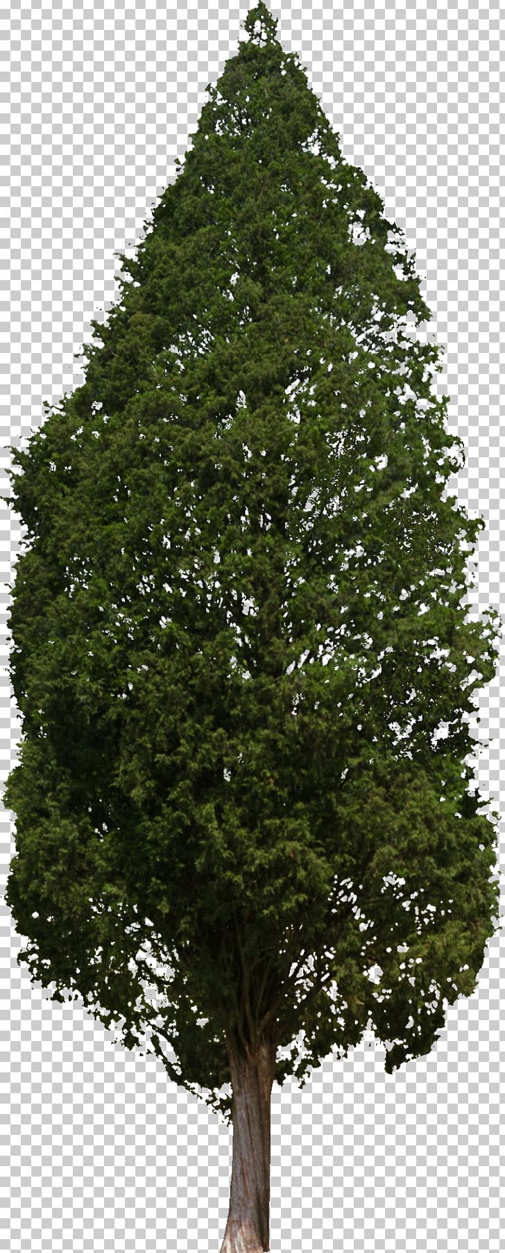 Tree Woody Plant Conifers Hinoki Cypress PNG, Clipart, Biome, Branch, Bushes, Conifer, Conifers Free PNG Download