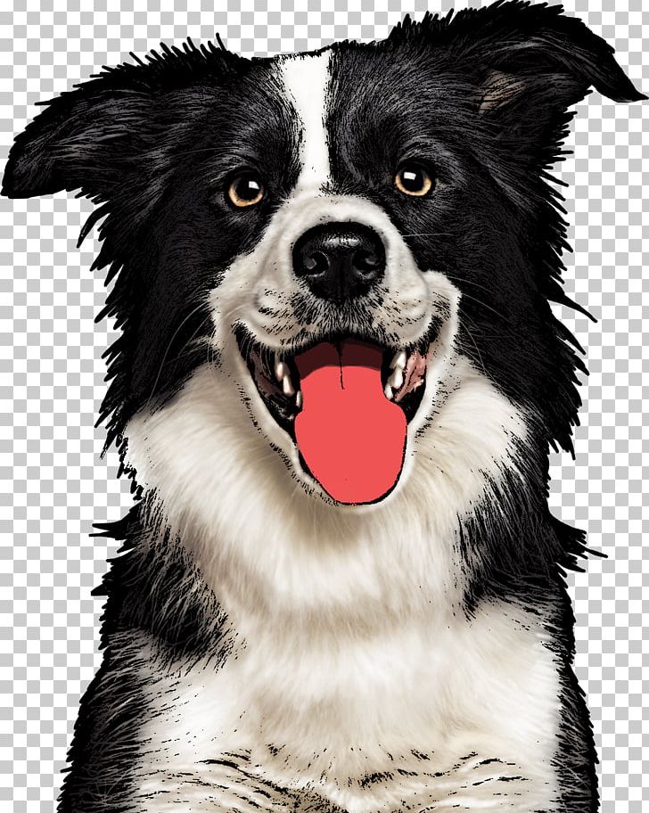 Border Collie Rough Collie Beagle Dog Breed Pet PNG, Clipart, Beagle, Border Collie, Carnivoran, Cat, Collie Free PNG Download