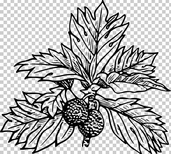 Breadfruit PNG, Clipart, Black And White, Branch, Breadfruit, Commodity, Computer Icons Free PNG Download